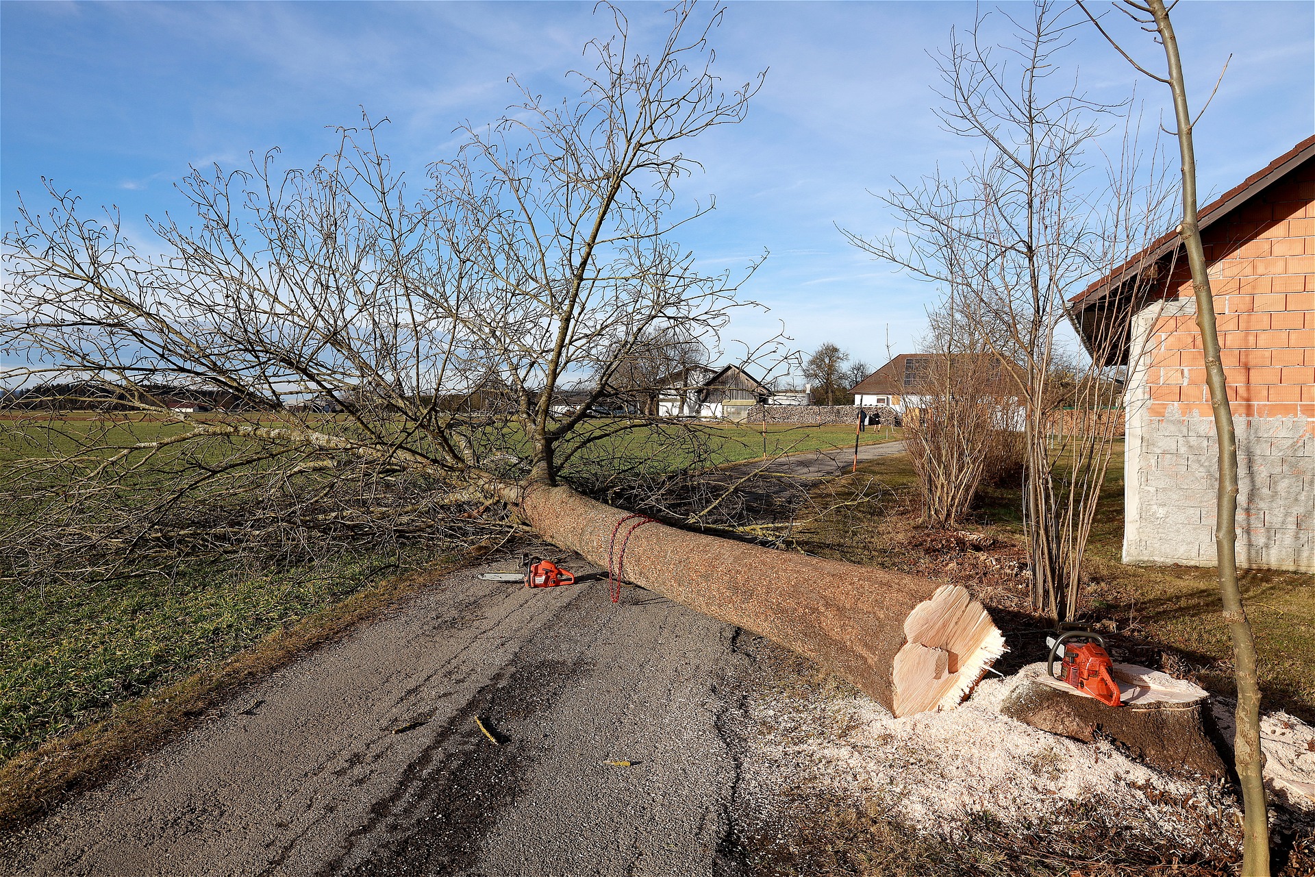 Image représentant l'activité suivante : Spécialiste en abattage d'arbres