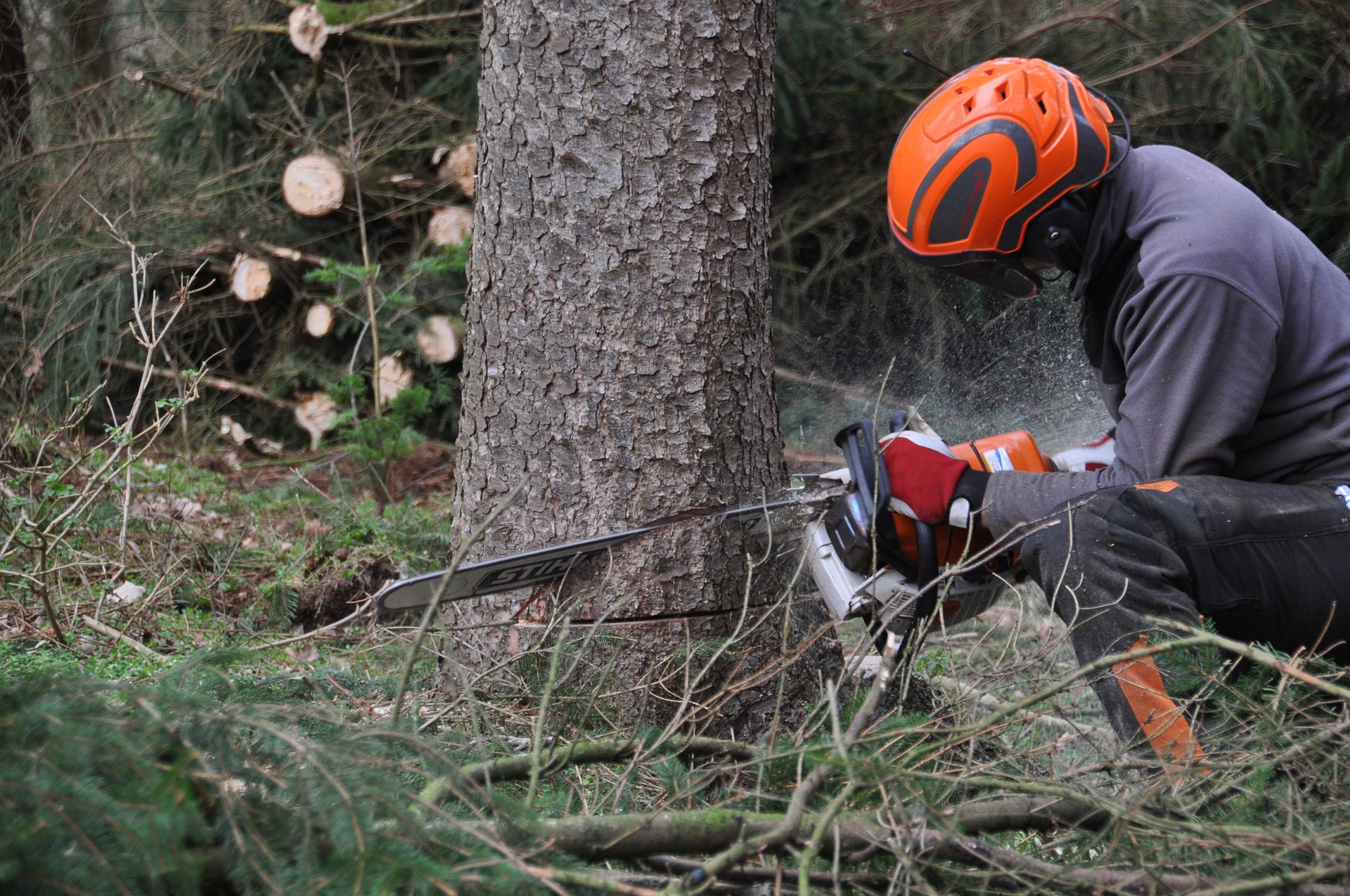 Image représentant l'activité suivante : Spécialiste en abattage d'arbres