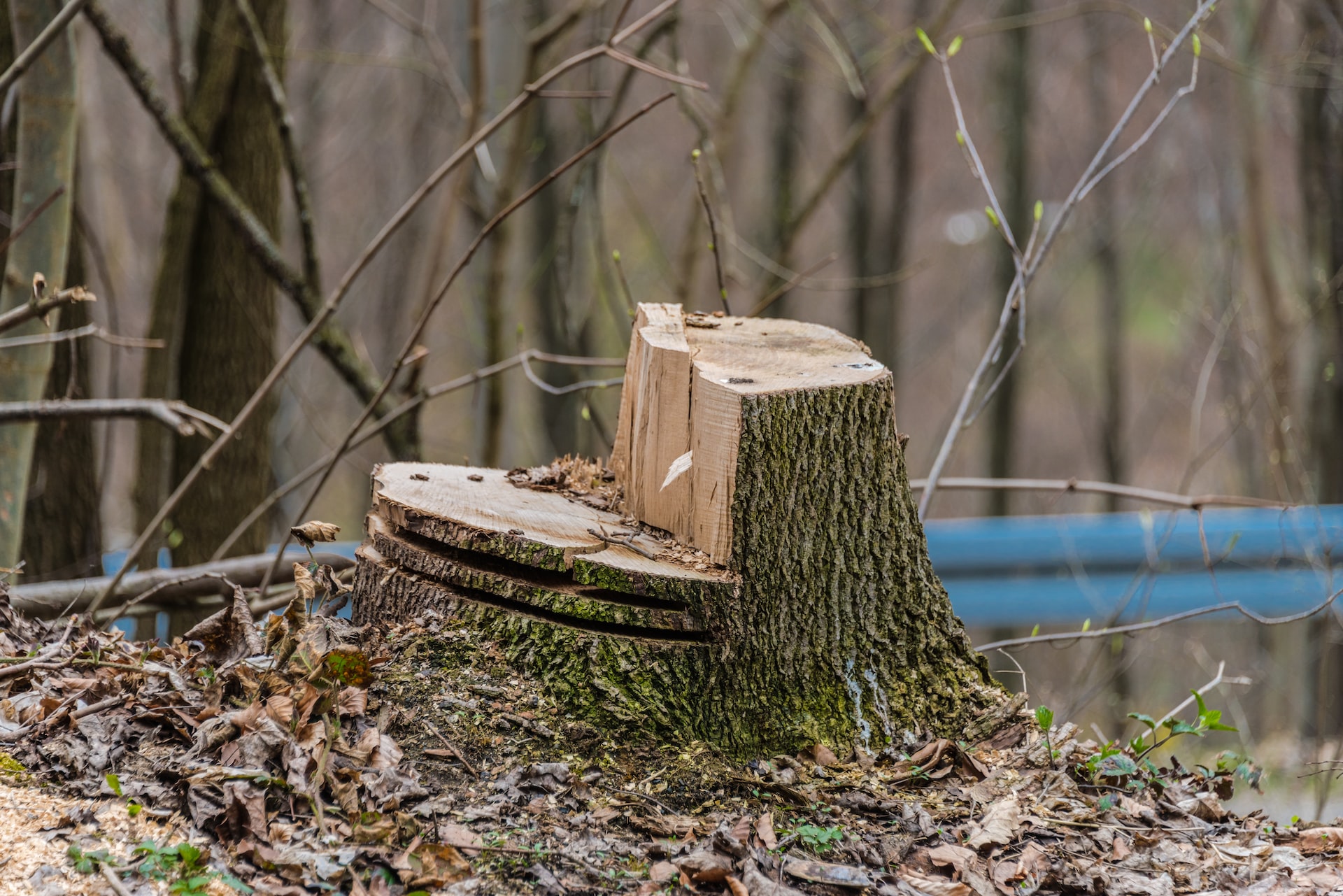 Image représentant l'activité suivante : Entreprise de dessouchage d'arbres et de haies